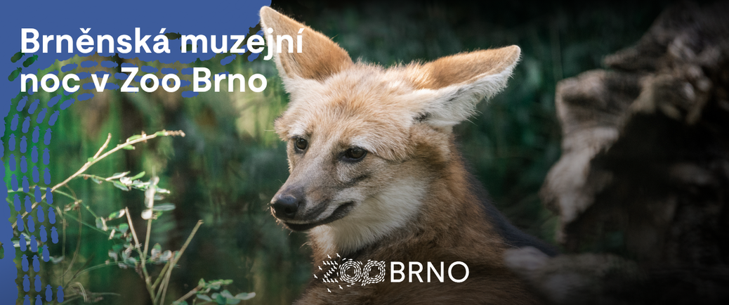 Brněnská muzejní noc v Zoo Brno